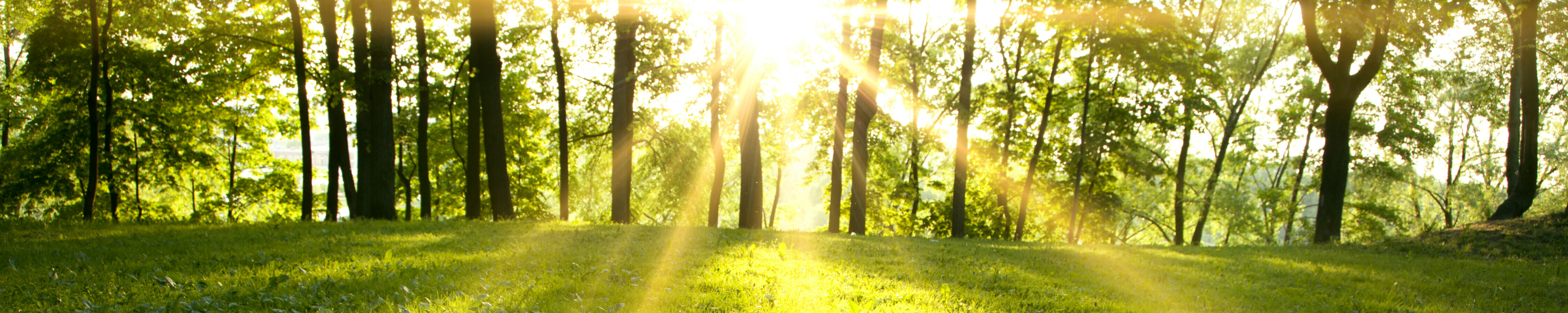 Sunlight streaming through trees in a lush green forest.