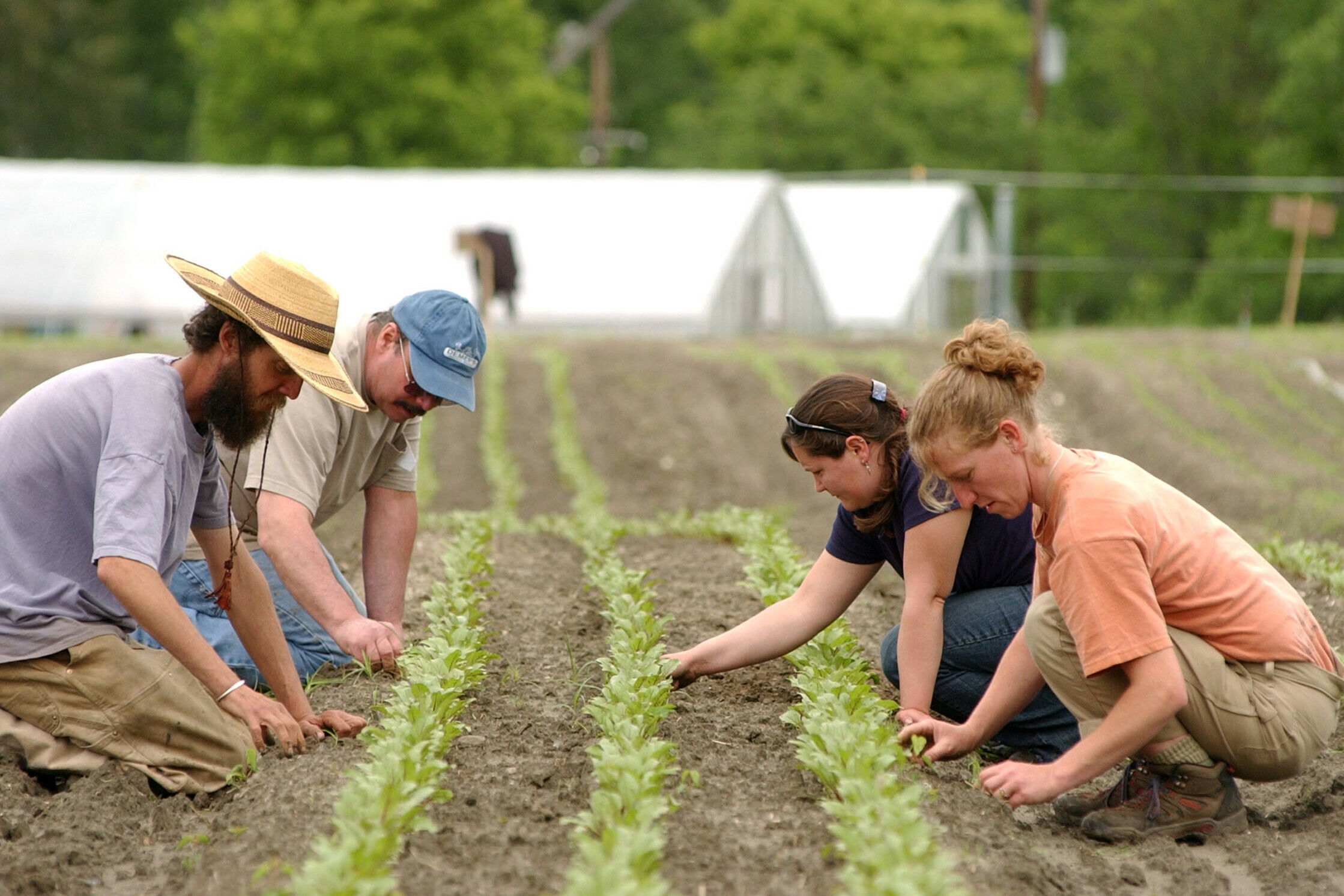 Four individuals tending to rows of young plants in a farm field.