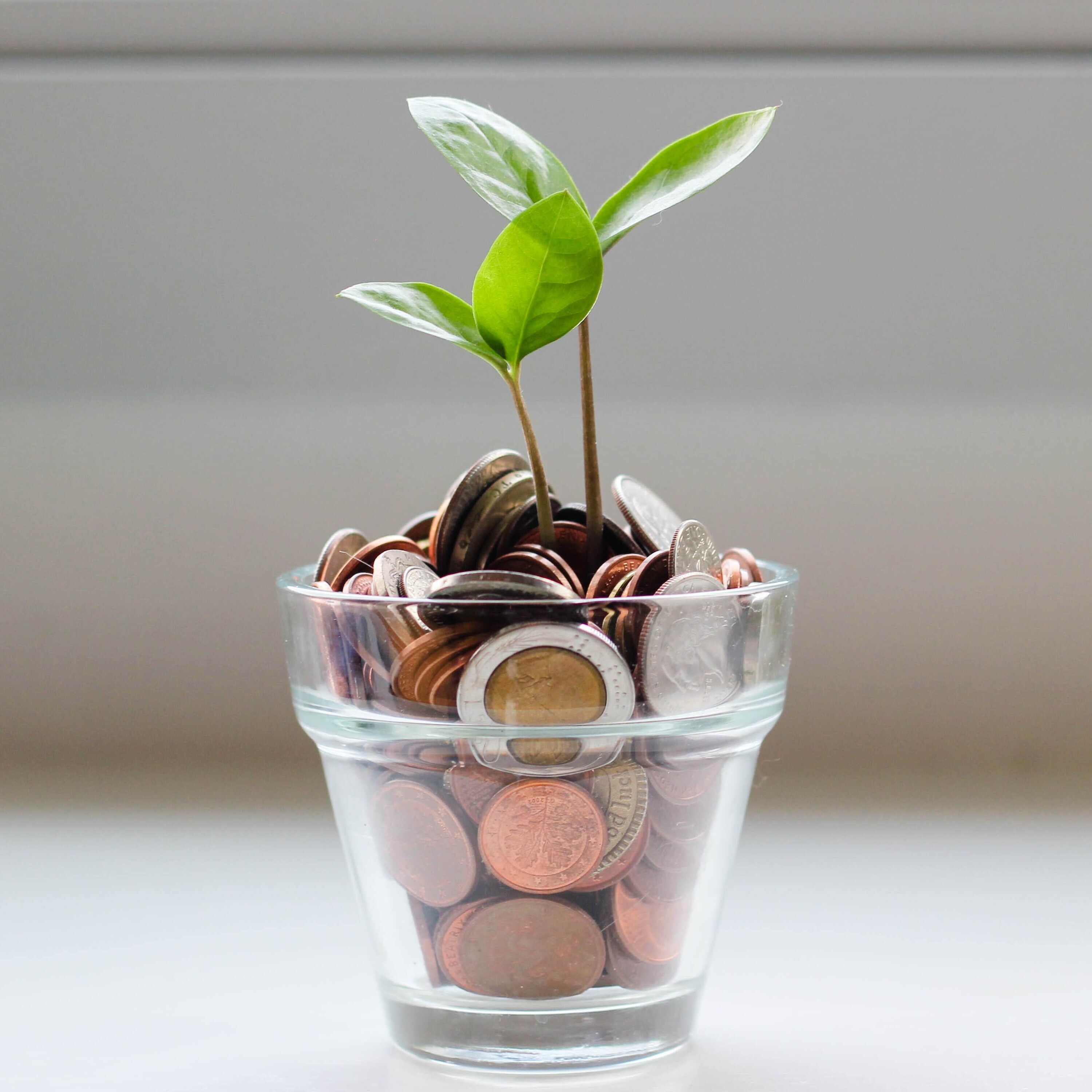 A glass container of coins with a leaf popping out the center
