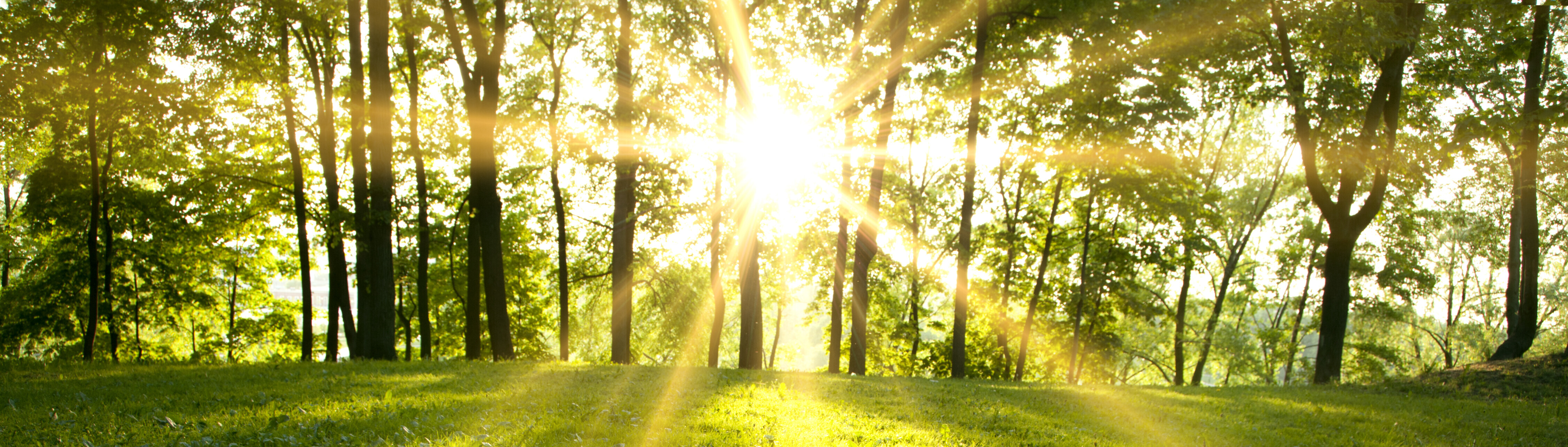 A grassy tree lined field at sunset